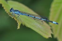 Coenagrion puella