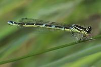 Coenagrion scitulum