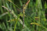 Gomphus pulchellus