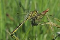 Gomphus pulchellus