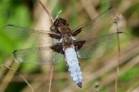 Libellula depressa