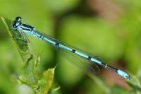 Coenagrion puella