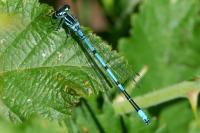 Coenagrion puella
