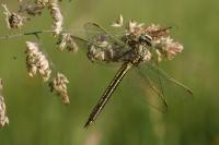 Gomphus pulchellus