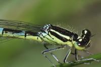 Coenagrion scitulum