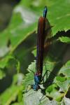 Calopteryx virgo