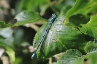 Coenagrion puella