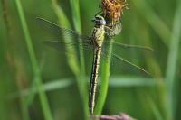 Gomphus pulchellus