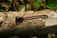 Pyrrhosoma nymphula