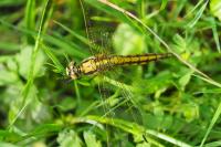 Orthetrum cancellatum