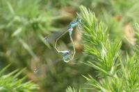 Ischnura elegans