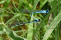 Enallagma cyathigerum