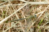 Gomphus pulchellus