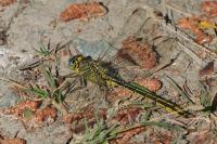 Gomphus pulchellus