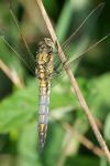 Orthetrum cancellatum