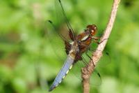 Libellula depressa