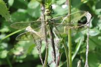 Anax imperator