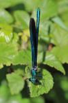 Calopteryx virgo