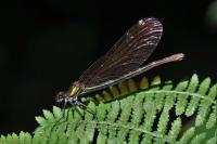 Calopteryx virgo