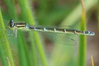 Coenagrion scitulum