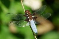 Libellula depressa