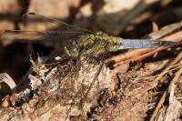 Orthetrum cancellatum
