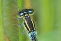 Coenagrion scitulum