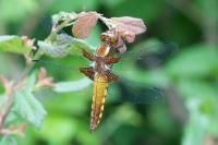 Libellula depressa