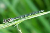 Coenagrion scitulum