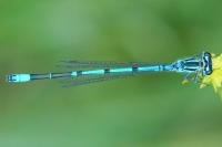 Coenagrion puella
