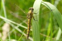 Orthetrum cancellatum