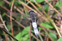 Libellula fulva