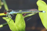 Erythromma najas