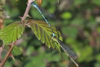 Coenagrion puella