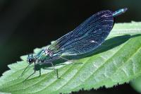 Calopteryx virgo