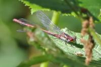Pyrrhosoma nymphula