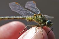Gomphus pulchellus