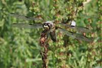 Libellula quadrimaculata