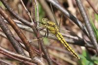 Orthetrum cancellatum