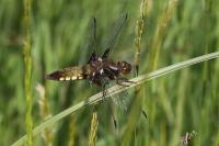 Libellula depressa