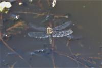 Cordulia aenea