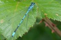 Coenagrion puella