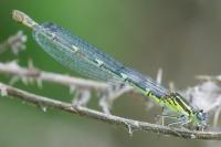 Coenagrion puella