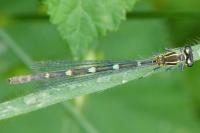 Coenagrion puella