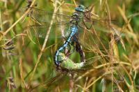 Anax imperator