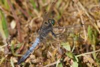 Orthetrum cancellatum