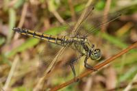 Orthetrum cancellatum