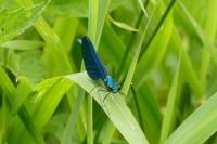 Calopteryx virgo