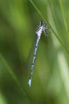 Coenagrion puella