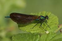 Calopteryx virgo